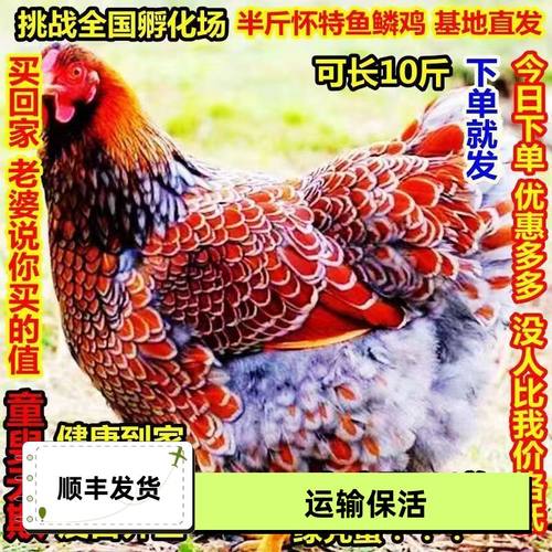 半斤鱼鳞鸡活苗大脱温怀特