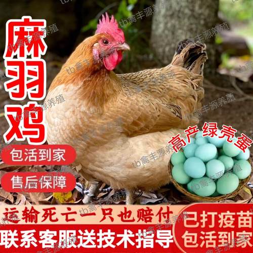 产蛋王麻羽鸡活苗高绿壳小
