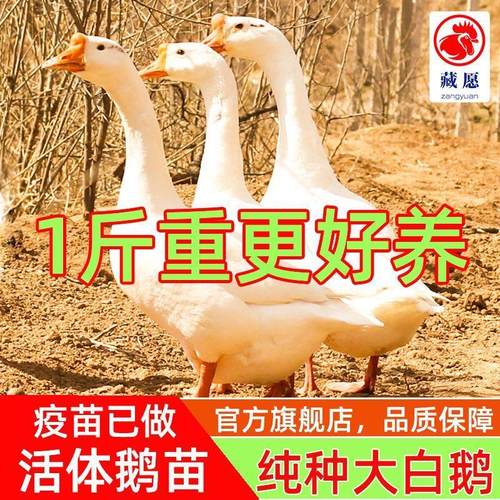 1斤青年脱温鹅苗小大活的