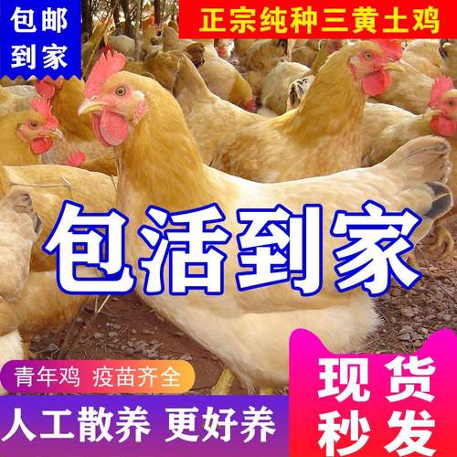 1斤正宗三黄土鸡活苗散养