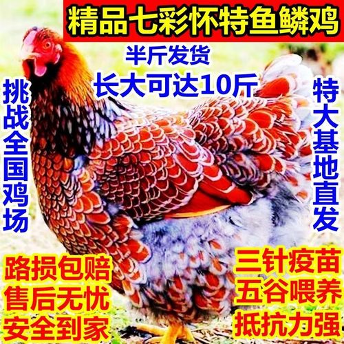 半斤鱼鳞鸡苗健康脱温绿壳
