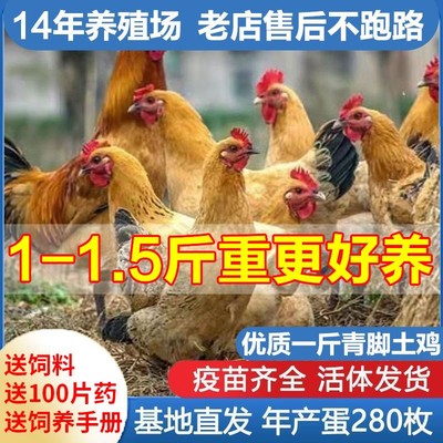 1斤青年鸡现货1一斤瑶鸡脱温鸡青脚土鸡活苗大红公鸡活的鸡苗