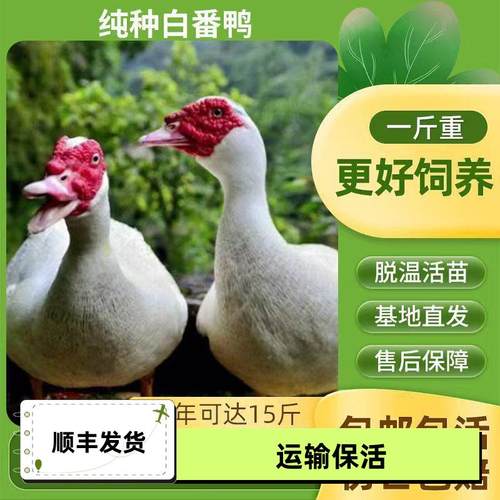 纯种白番鸭一斤活苗农家散