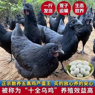 正宗一斤五黑鸡苗脱温活的鸡散养黑乌鸡绿壳蛋鸡乌骨鸡五黑一绿鸡