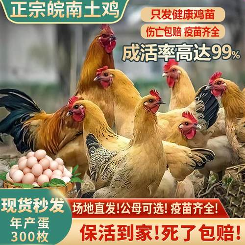 半大纯种小土鸡活苗农村散