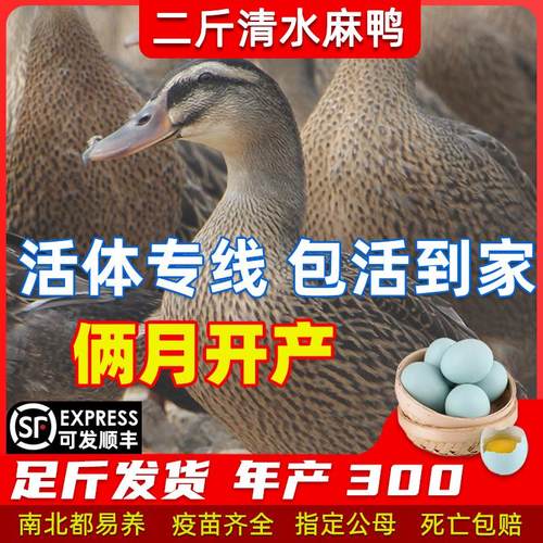 2斤麻鸭子活苗野脱温散养