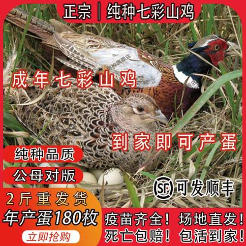 成年七彩山鸡纯种母公散养