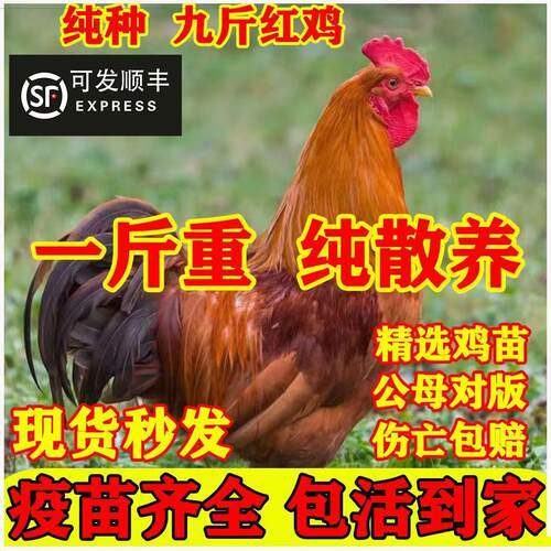 一斤正宗九红公鸡活苗玉38