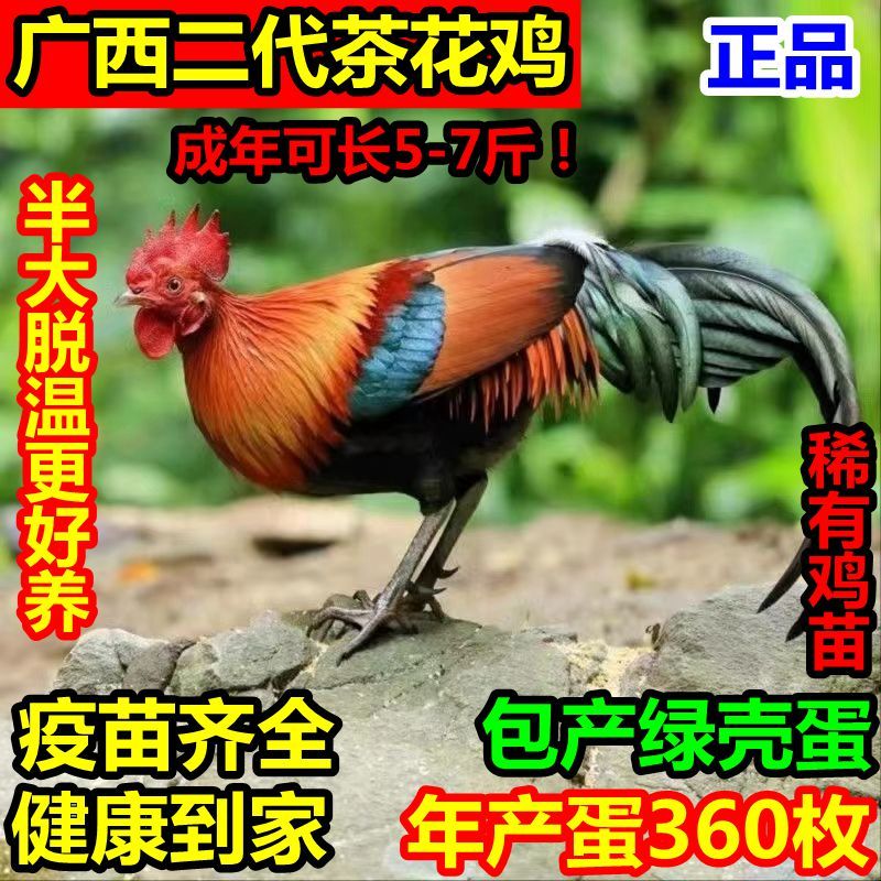 【正宗】茶花鸡半斤便宜原种纯正农家自养便宜鸡苗二代小鸡苗