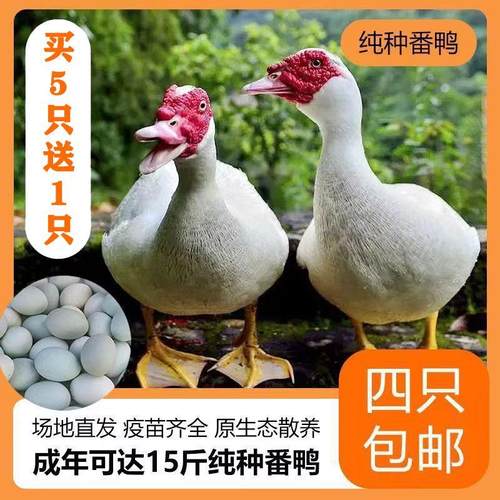 一斤正宗白番鸭苗纯活体大