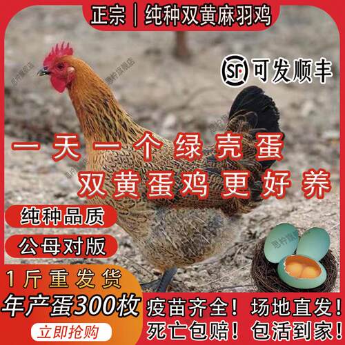 一斤纯种麻羽鸡母苗农村散