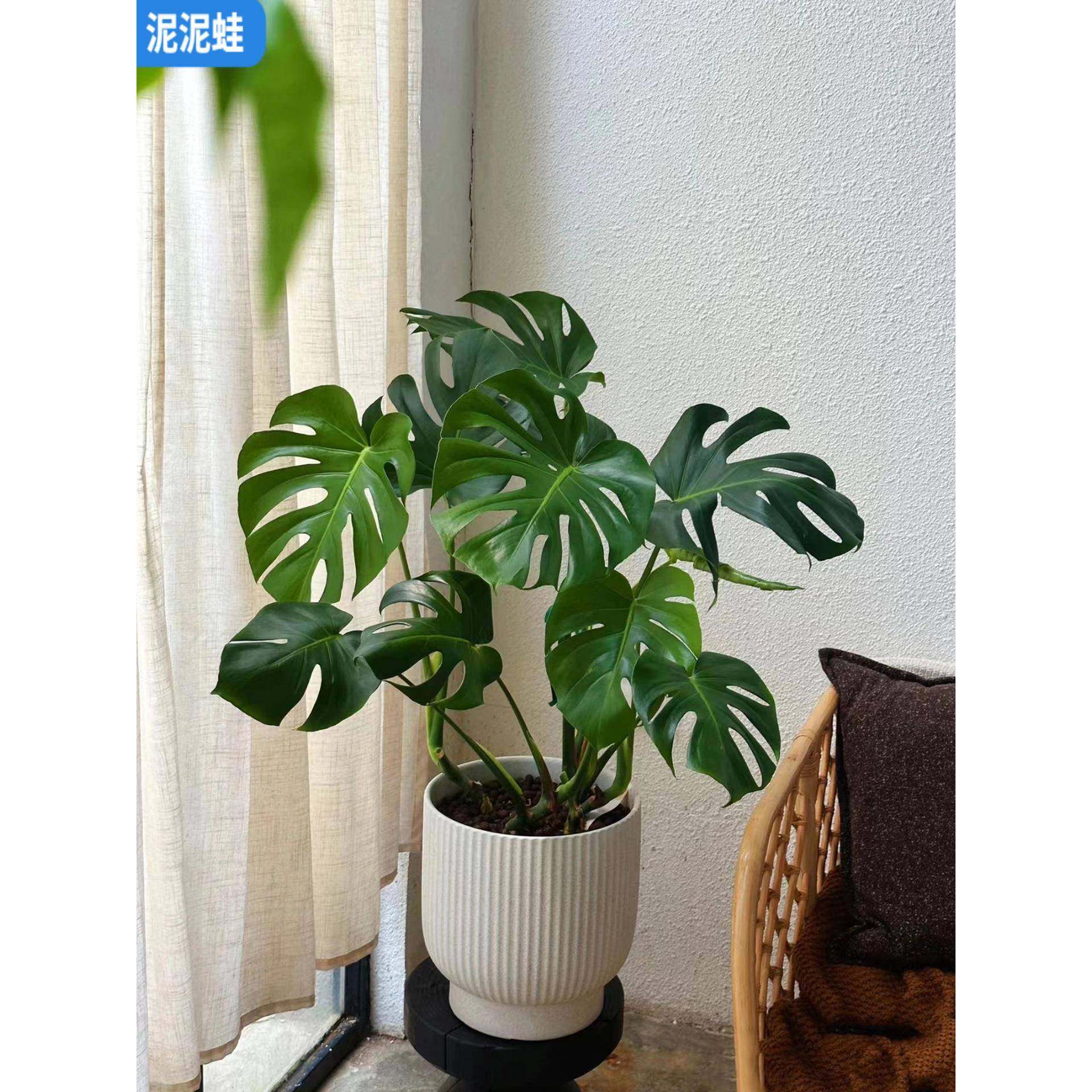 龟背竹大型绿植室内盆栽客厅办公室好养活观叶植物空气,鲜花速递/花卉仿真/绿植园艺,割草机/草坪机,淘宝优惠券,粉丝福利购,淘宝优惠卷