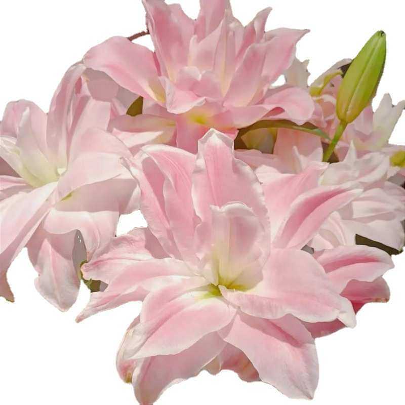 百合鲜花 昆明地基直发多头鲜切花束送礼水养插花一件代发跨境