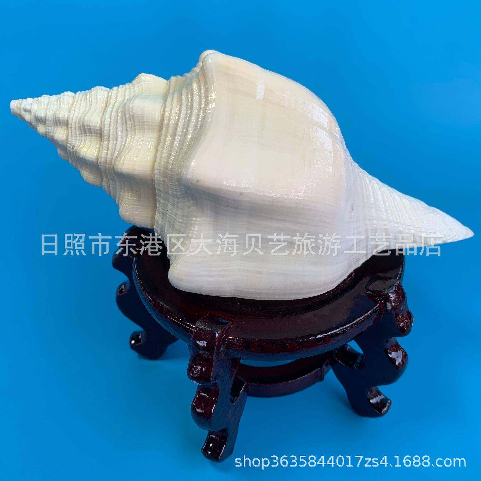 黄涡螺西非圣罗天然贝壳海螺家居摆件鱼缸造景工艺品收藏厂家,鲜花速递/花卉仿真/绿植园艺,其它园艺用品,淘宝优惠券,粉丝福利购,淘宝优惠卷