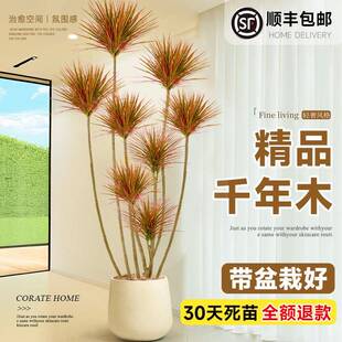 千年木客厅绿植大型植物盆栽室内七彩铁龙血树落地式好养真树造景