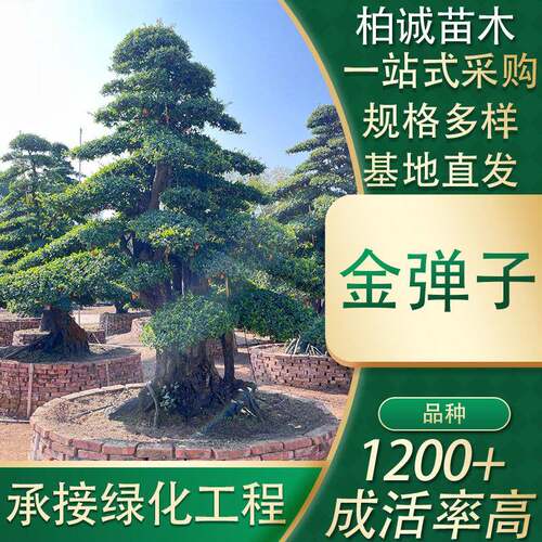 湖南基地供应金弹子桩景造型庭院景观产地苗木常绿乔木
