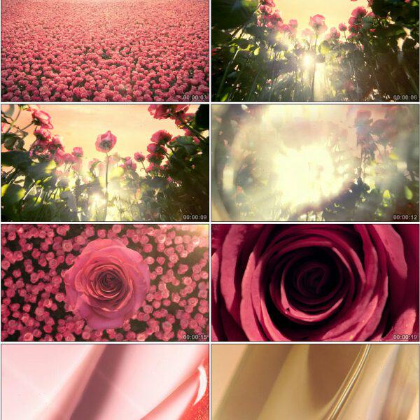 玫瑰采摘植物精华萃取提炼花丛中的女人鲜花粒子玫瑰花视频素材