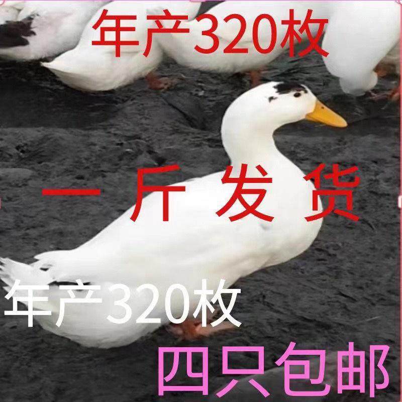 一斤花边鸭麻鸭大白鸭脱温小鸭子一点头大种鸭苗旱鸭水鸭蛋鸭散养,畜牧/养殖物资,鸡苗/种鸡/种蛋/受精蛋,淘宝优惠券,粉丝福利购,淘宝优惠卷