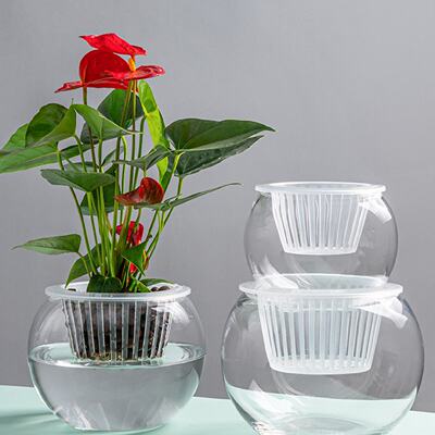 创意水培瓶植物透明玻璃花瓶容器绿萝花盆鱼花共养缸水养摆件器皿