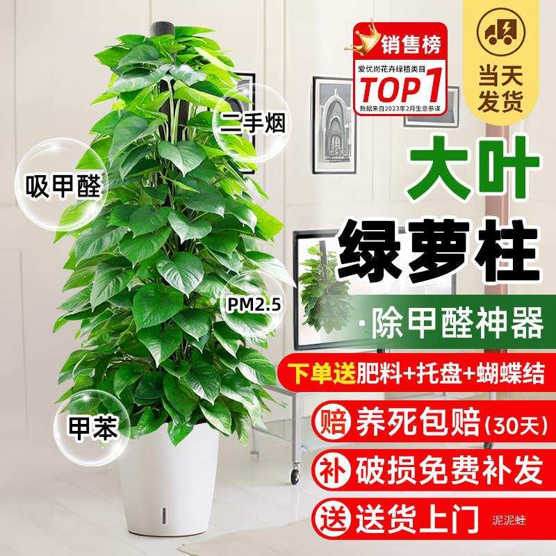 大叶绿萝柱盆栽客厅室内旺宅大型绿植新房办公室除甲醛植物好养活