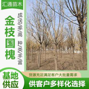 8—15公分金枝国槐别墅庭院观赏风景树耐寒植物地栽工程绿化乔木