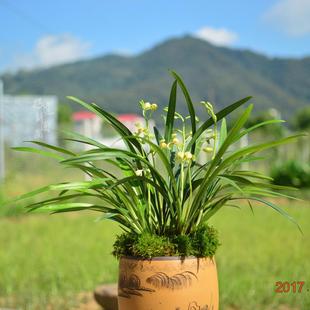 【冯达锋国兰】样品兰花建兰浓香：一品梅盖梅瓣