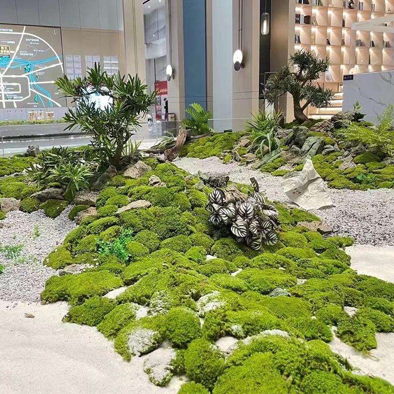 青苔永生苔藓植物墙面鹿角藓白发藓大灰藓室内微景观造景草坪