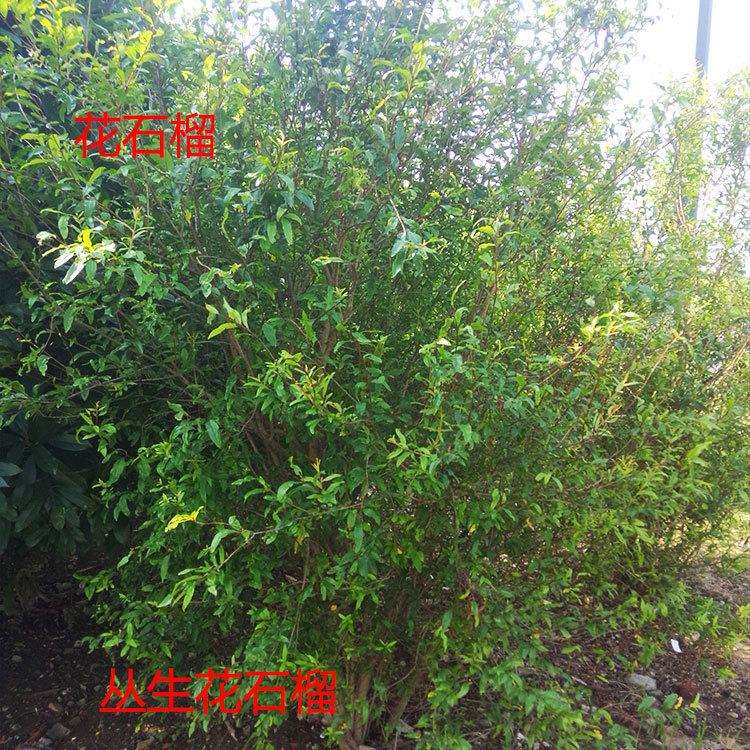 花石榴园林工程绿化苗木地径3至10公分丛生小乔木庭院石榴别墅花