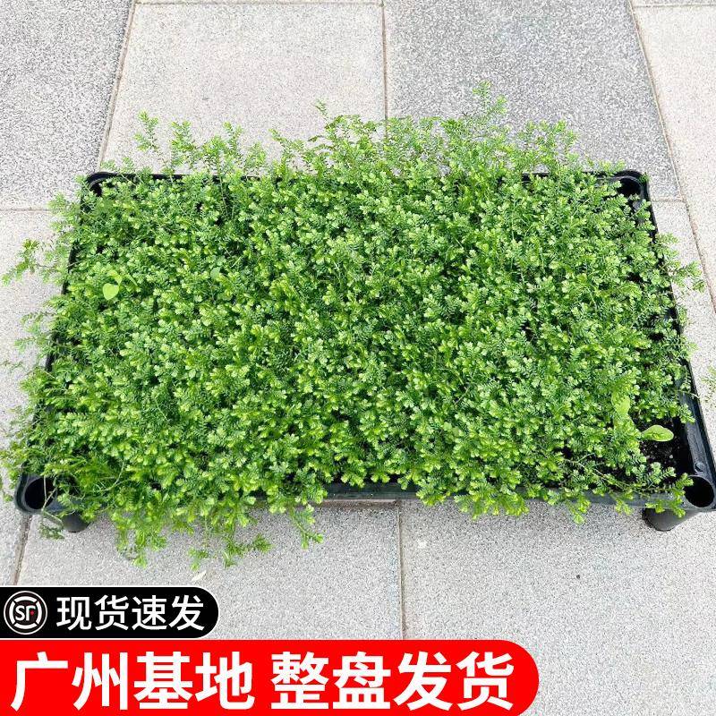 翠云草盆栽绿地球常绿情人草绿植耐阴庭院蕨类造景植物广州佛山