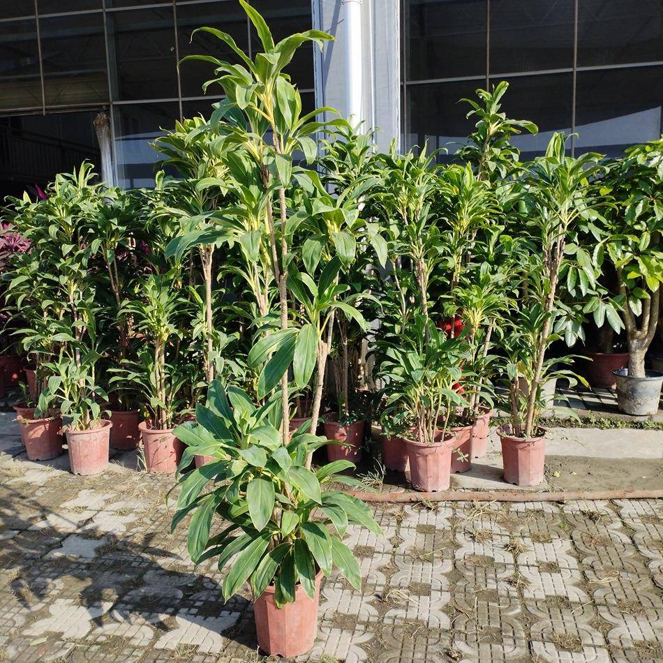 造型朱蕉盆栽 家庭园艺绿植摆放植物 私家花园家庭园艺苗木