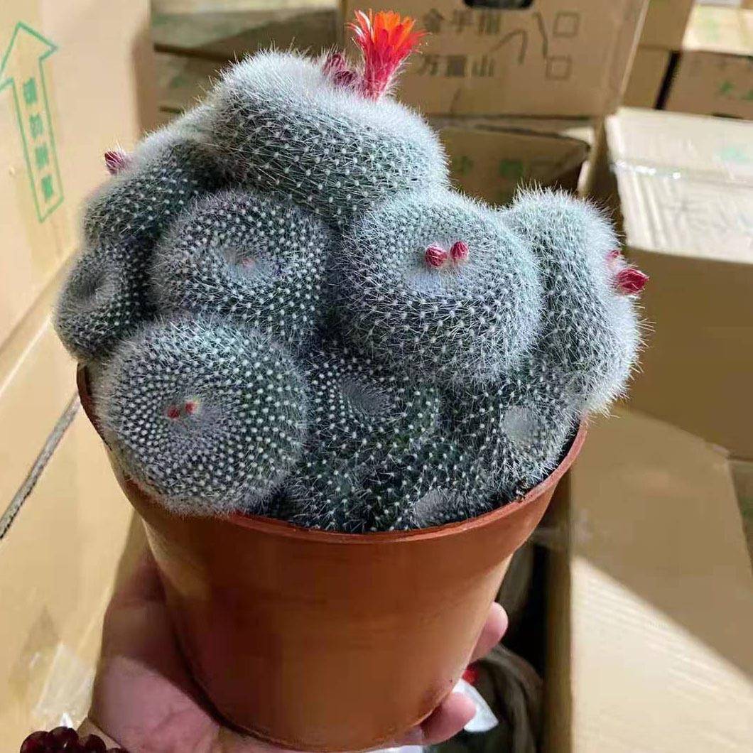 【基地直供】家居植物花卉盆栽 仙人球多肉植物盆栽 多头白雪光