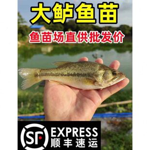 食用规养殖大鱼苗嘴鲈鱼苗特大淡水鲈鱼苗鲈鱼苗加州卢格活鱼