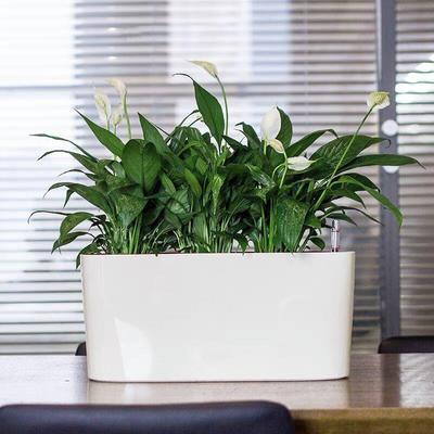 窗台花盆懒人自动吸水阳台塑料烤漆养花白掌一帆风顺长条花盆