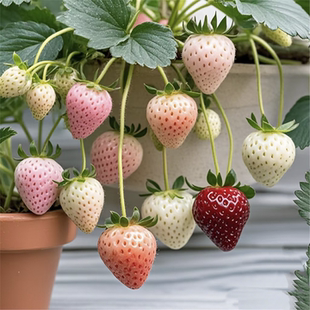 易栽四季 奶油草莓秧苗可食用草莓苗种籽红颜隋珠真红美铃阳台种植