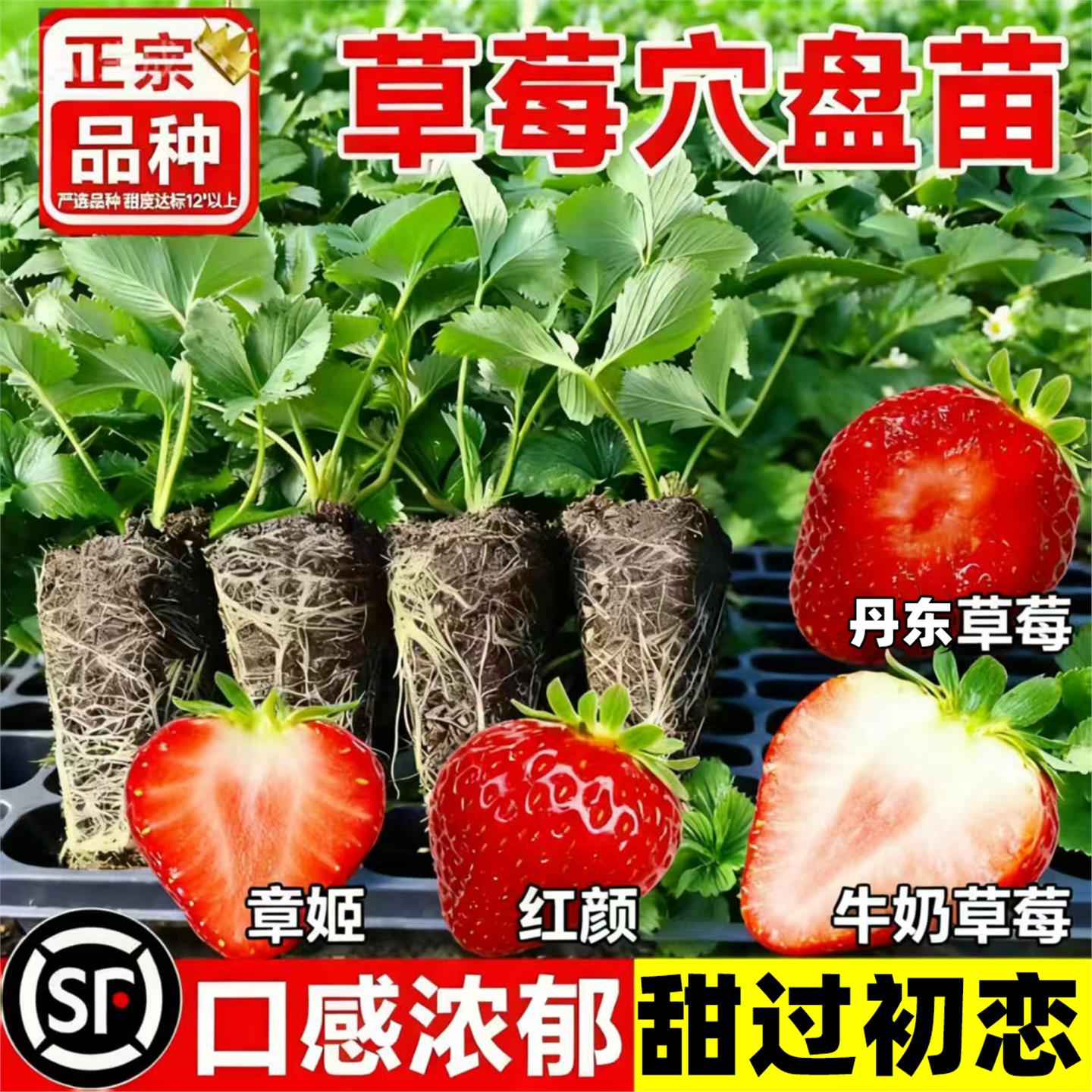 奶油草莓苗四季种植结果南方阳台