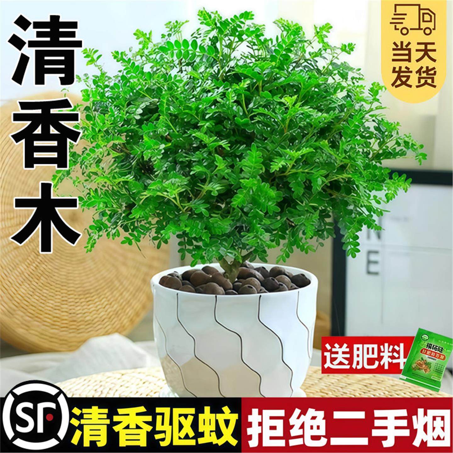 正宗清香木盆栽胡椒木老桩树苗室内驱蚊驱虫植物桌面四季常青绿植,鲜花速递/花卉仿真/绿植园艺,时令草本花卉,淘宝优惠券,粉丝福利购,淘宝优惠卷