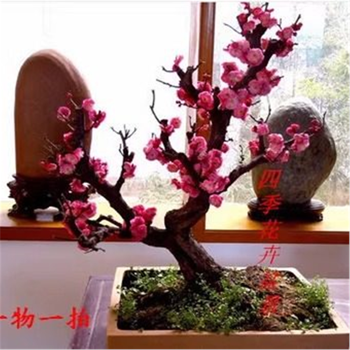 实物红梅花盆景朱砂梅乌梅腊梅骨里红造型树桩室内外老桩耐寒盆栽