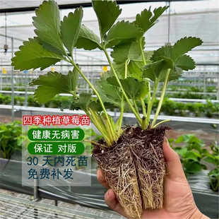 易栽草莓苗四季 阳台盆栽红颜奶油粉白黑红色苗带土种植基质穴盘苗