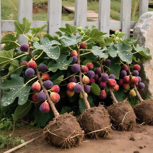 无花果树苗带盆栽波姬红特