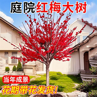 腊梅花树苗庭院红梅花盆栽室外耐寒开花四季庭院好养花卉绿植物