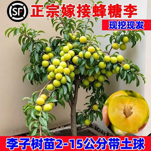 正宗嫁接蜂糖李子树苗新品种冰糖李子特大号南方北方种植果树果苗