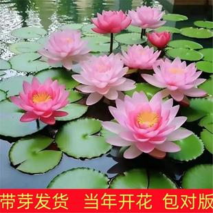 【带花苞】睡莲水培植物耐寒盆栽水生花卉庭院池塘特大荷花四季开