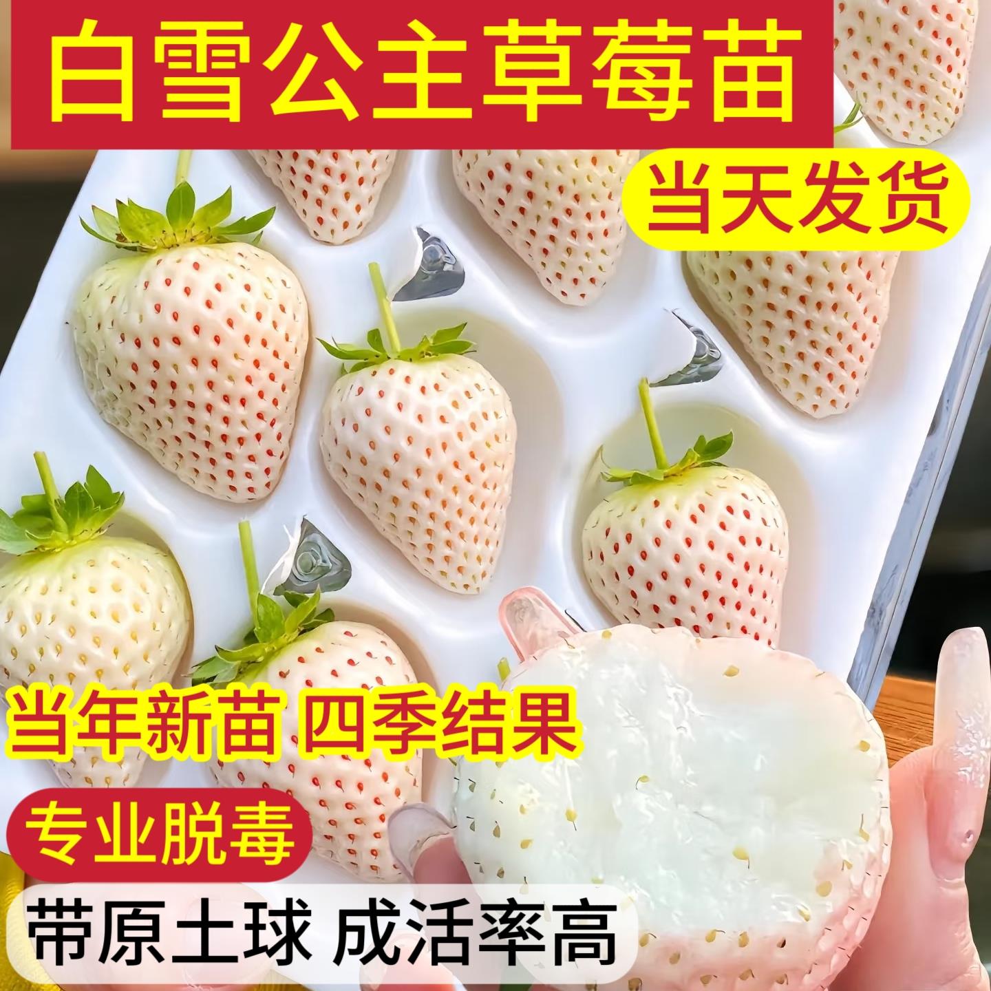 白草莓苗奶油建德白露白色果子