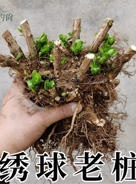 绣球花老桩苗室内阳台庭院耐寒绿植物带花无尽夏盆栽大花好养易活