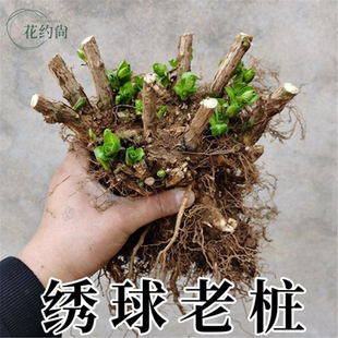 绣球花老桩苗室内阳台庭院耐寒绿植物带花无尽夏盆栽大花好养易活