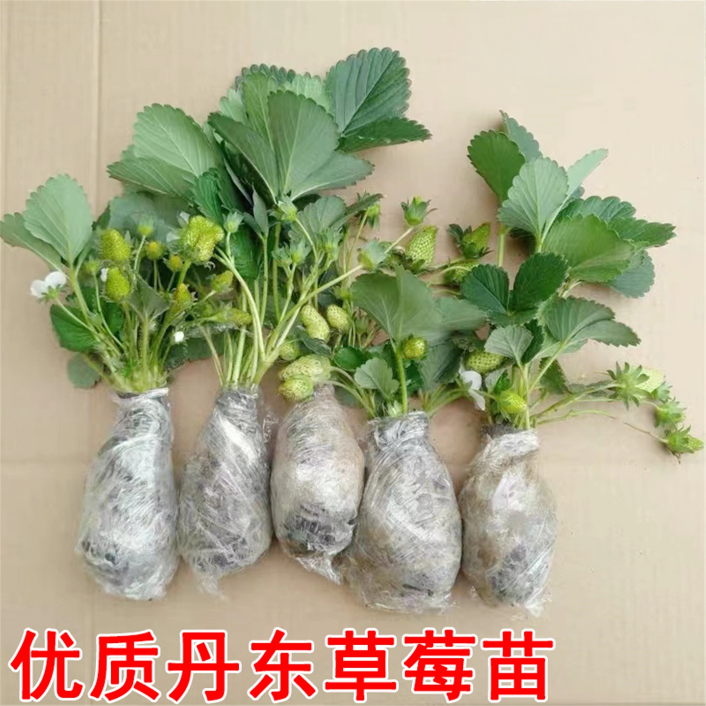 草莓苗带花带果盆栽带土丹东奶油