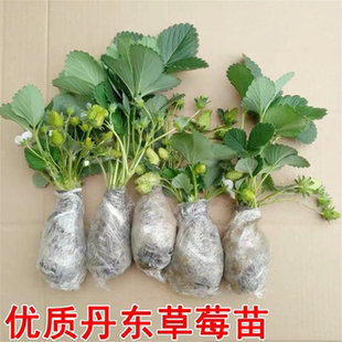 草莓苗带花带果盆栽带土丹东奶油甜宝章姬久香草莓秧苗四季种子籽