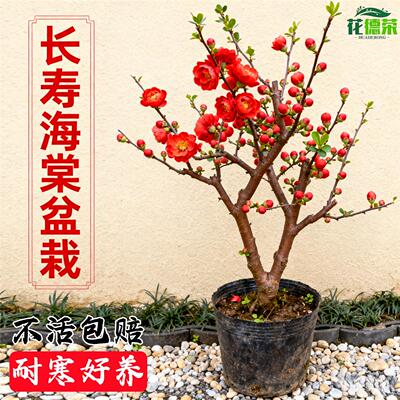 日本原生长寿冠海棠花盆栽