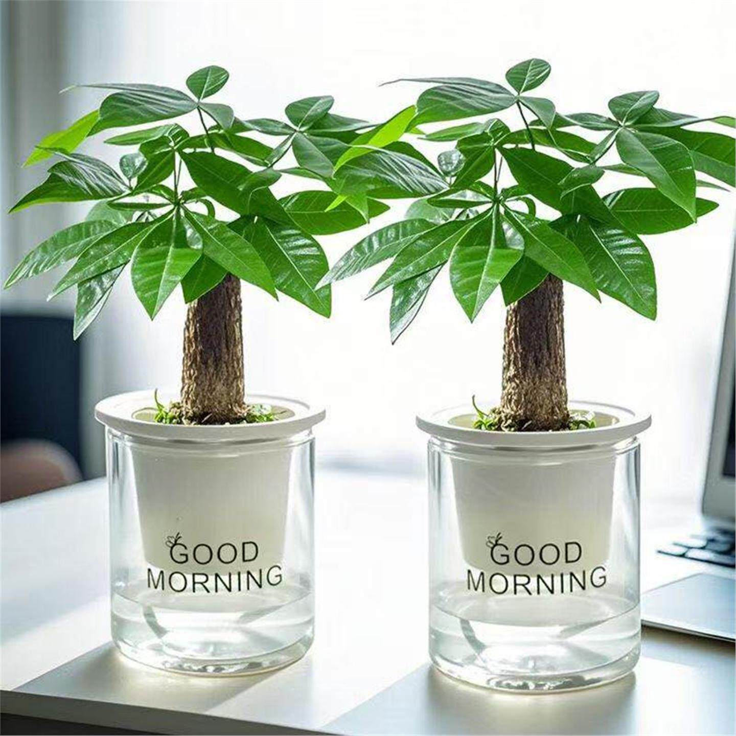 发财树小盆栽室内植物水培发财树客厅办公室花卉桌面绿植好养,鲜花速递/花卉仿真/绿植园艺,造型盆景,淘宝优惠券,粉丝福利购,淘宝优惠卷