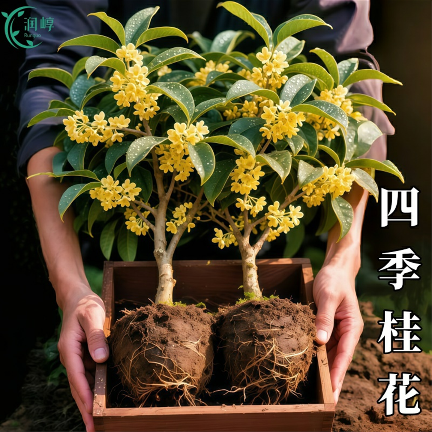 四季桂花树苗耐寒花卉阳台金丹桂盆栽庭院老桩浓香型花期长满屋香,鲜花速递/花卉仿真/绿植园艺,藤本/攀援植物,淘宝优惠券,粉丝福利购,淘宝优惠卷